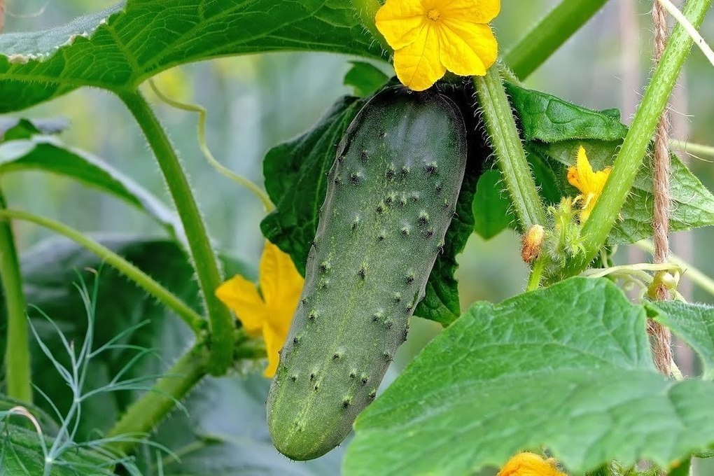 Свежий овощ огерец