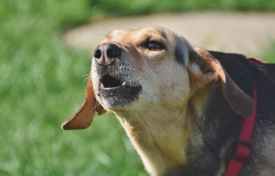    Госдума приняла новый законопроект. За что станут штрафовать владельцев домашних животных?