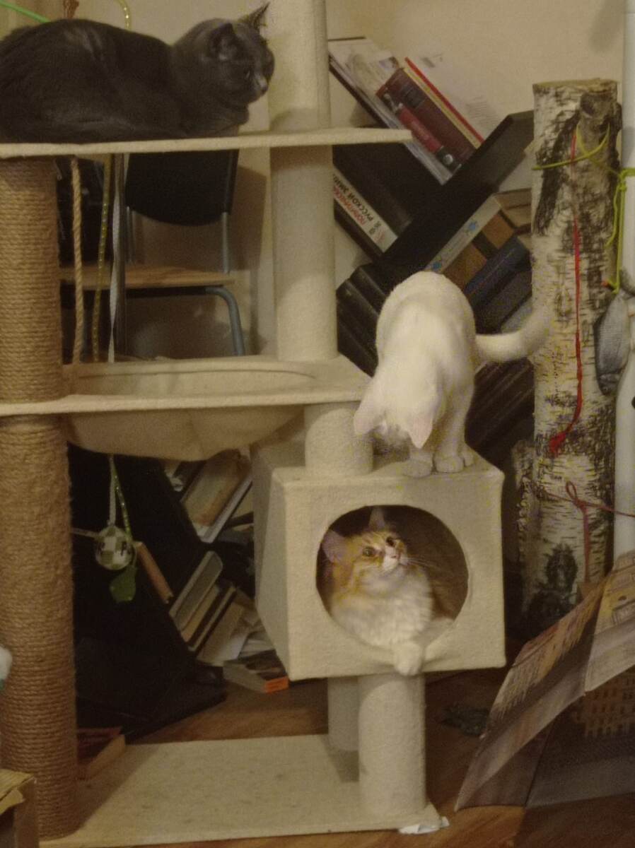 Эти чудесные кошки уже стали героями нашего канала. Разными путями они пришли в дом нашей читательницы Галины, где живут дружно и весело. Вот теперь имуществом обзаводятся, какой прекрасный комплекс купила им добрая хозяйка.