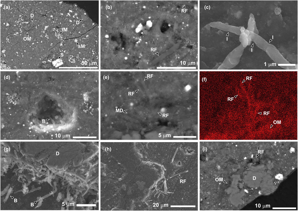 Живность на снимках электронной микроскопии образца A0180. Meteoritics & Planetary Science (2024).