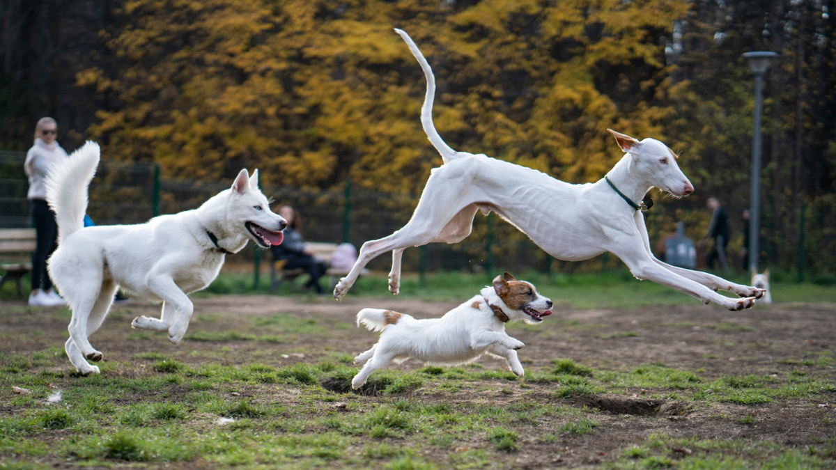 Так что же всё-таки меня раздражает в дизайнерских миксах? Это не деньги и не здоровье, не внешний вид и не влияние на генетику популяции. Фото Monika Simeonova/Unsplash
