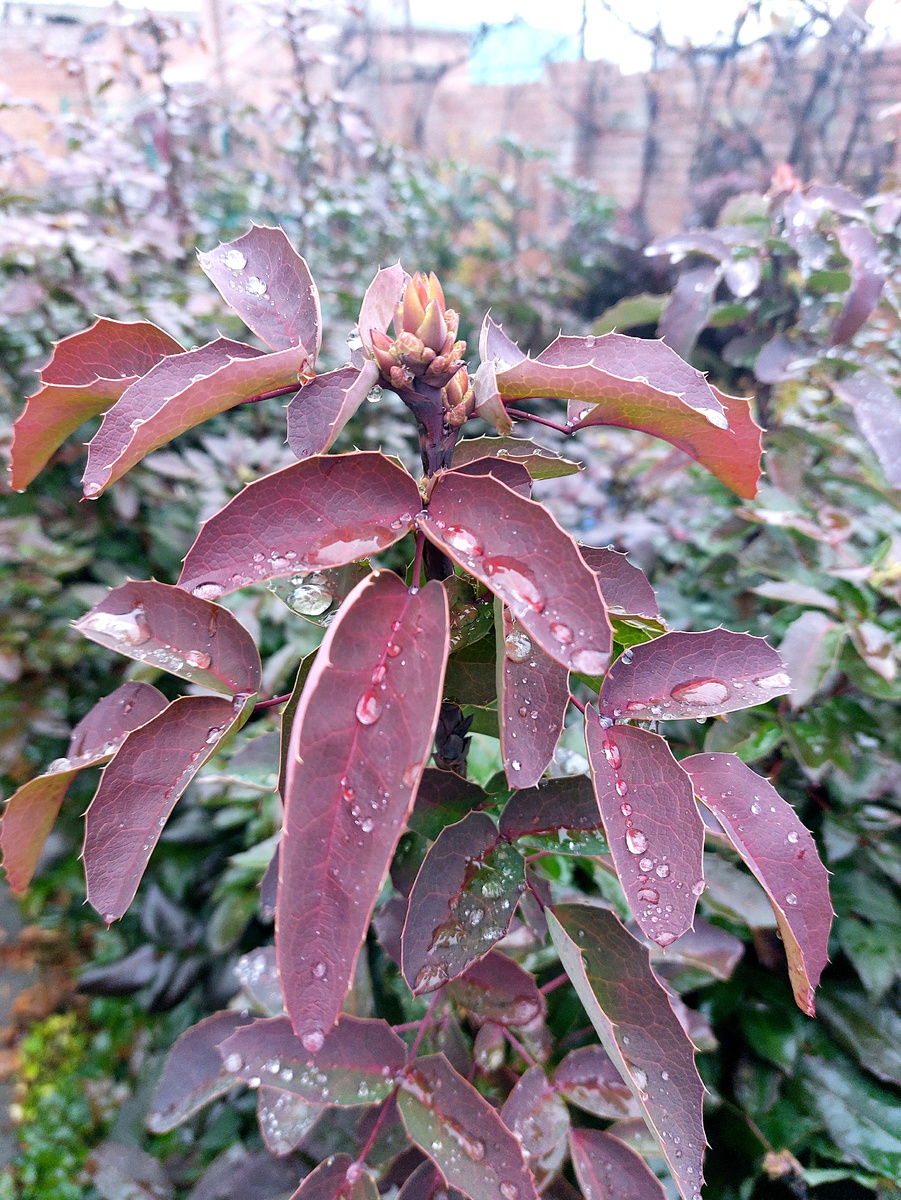 Фото автора Магония