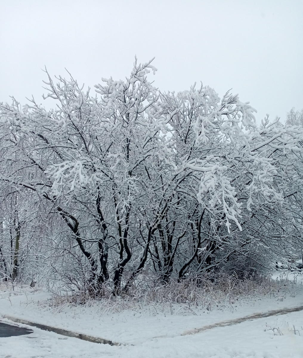 Яблонная роща в нашем дворе.