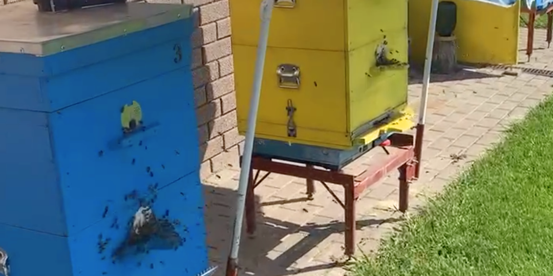 Как отличить поддельный мёд: 10 способов проверить его на натуральность