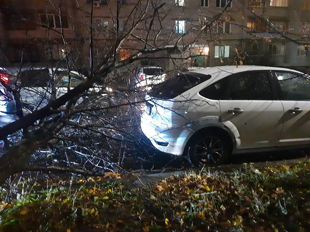    В центре Курска деревья падали на автомобили