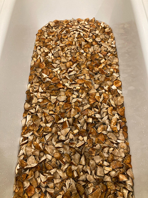    Курские грибники хвалятся трофеями «тихой охоты»