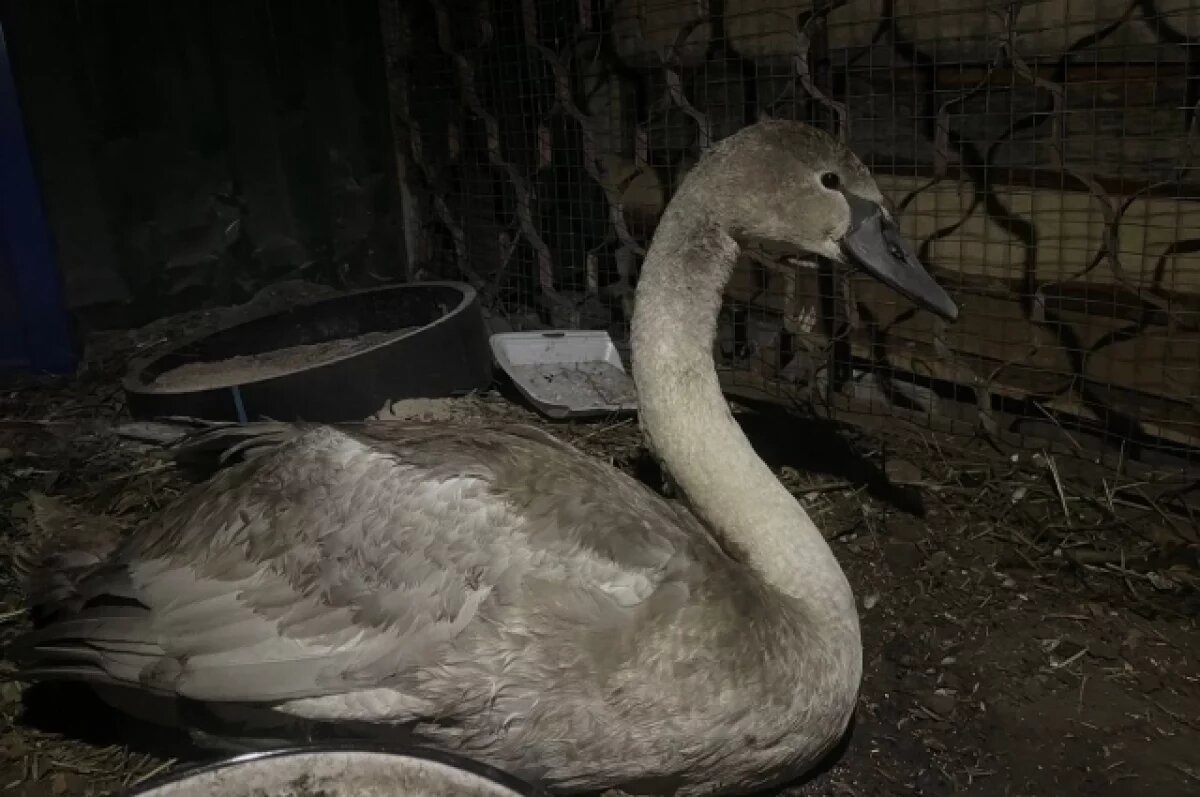    Лебедь с повреждённой лапкой перезимует в ульяновском зоопарке
