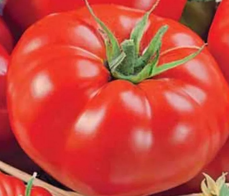 Сорт "Космонавт Волков"