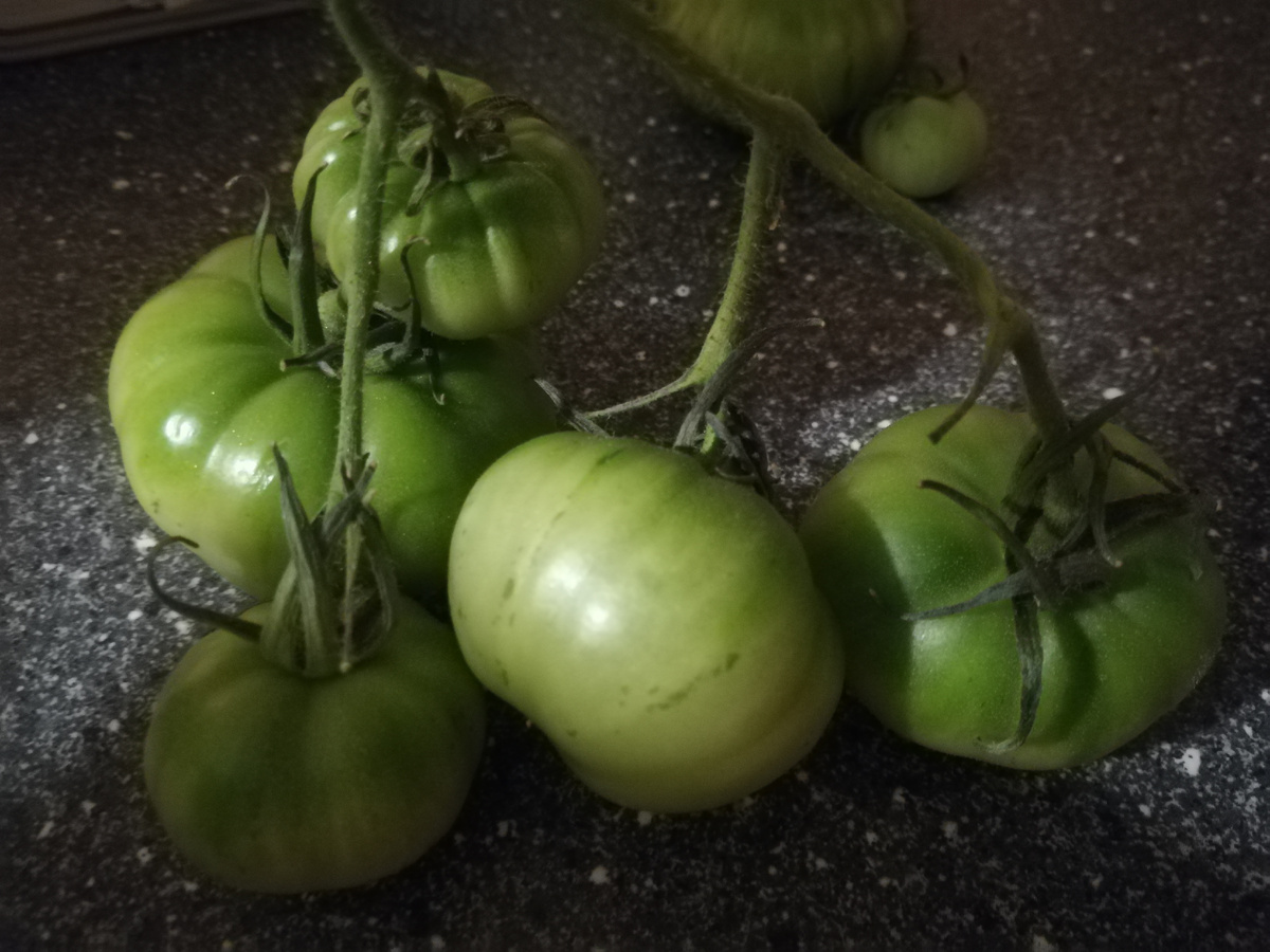 Последняя кисть, которую я сняла с куста в середине ноября