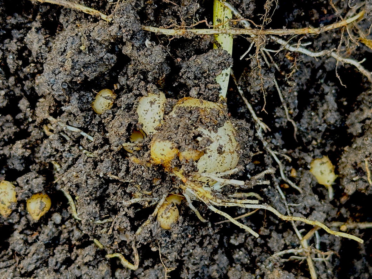 Птицемлечник в сегоднешней стадии состояния.