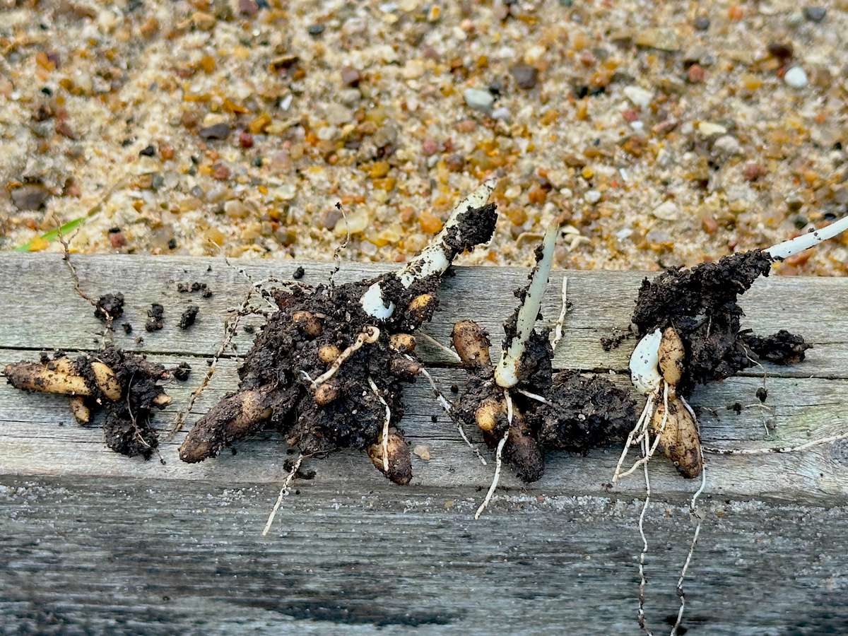 Извлеченные из подземной жизни чистяки удивили.