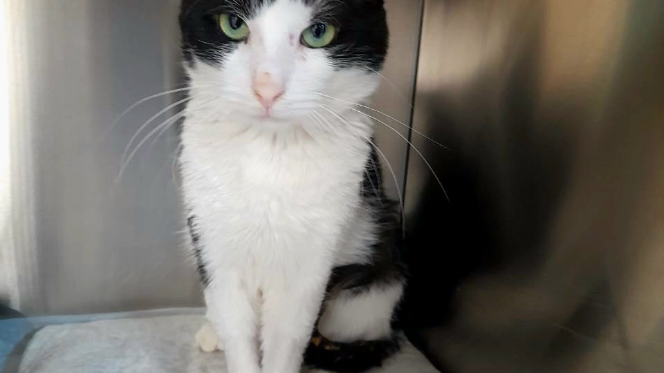 В клинике Москвы находится котик, которому некуда идти после лечения.