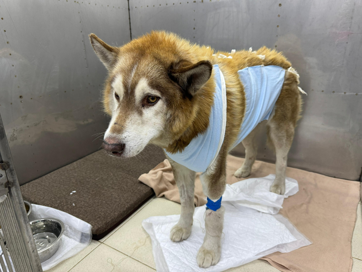 Спустя неделю лечения 