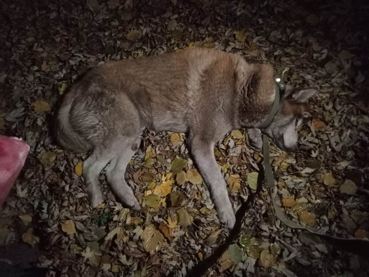Таким Локи забирали с обочины...