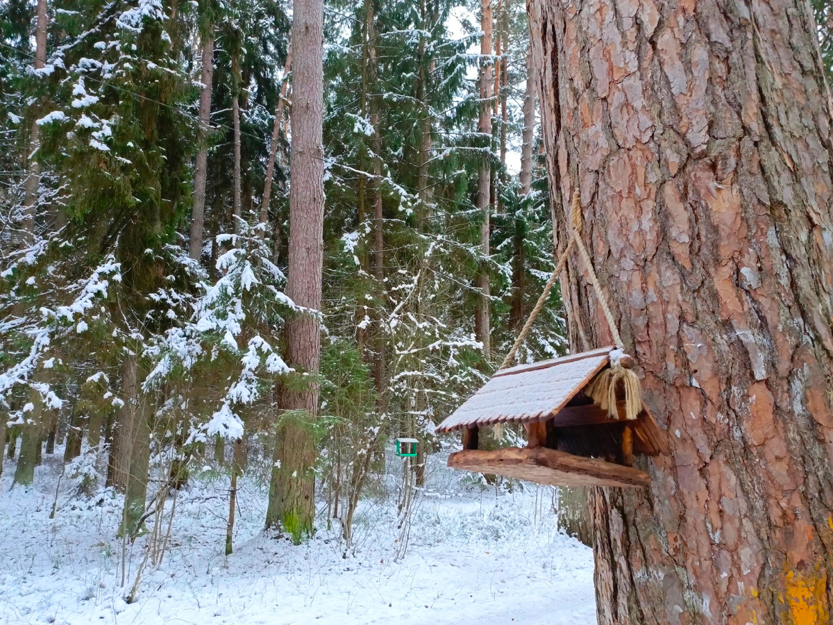 Конаковский бор. Все фото в статье автора.