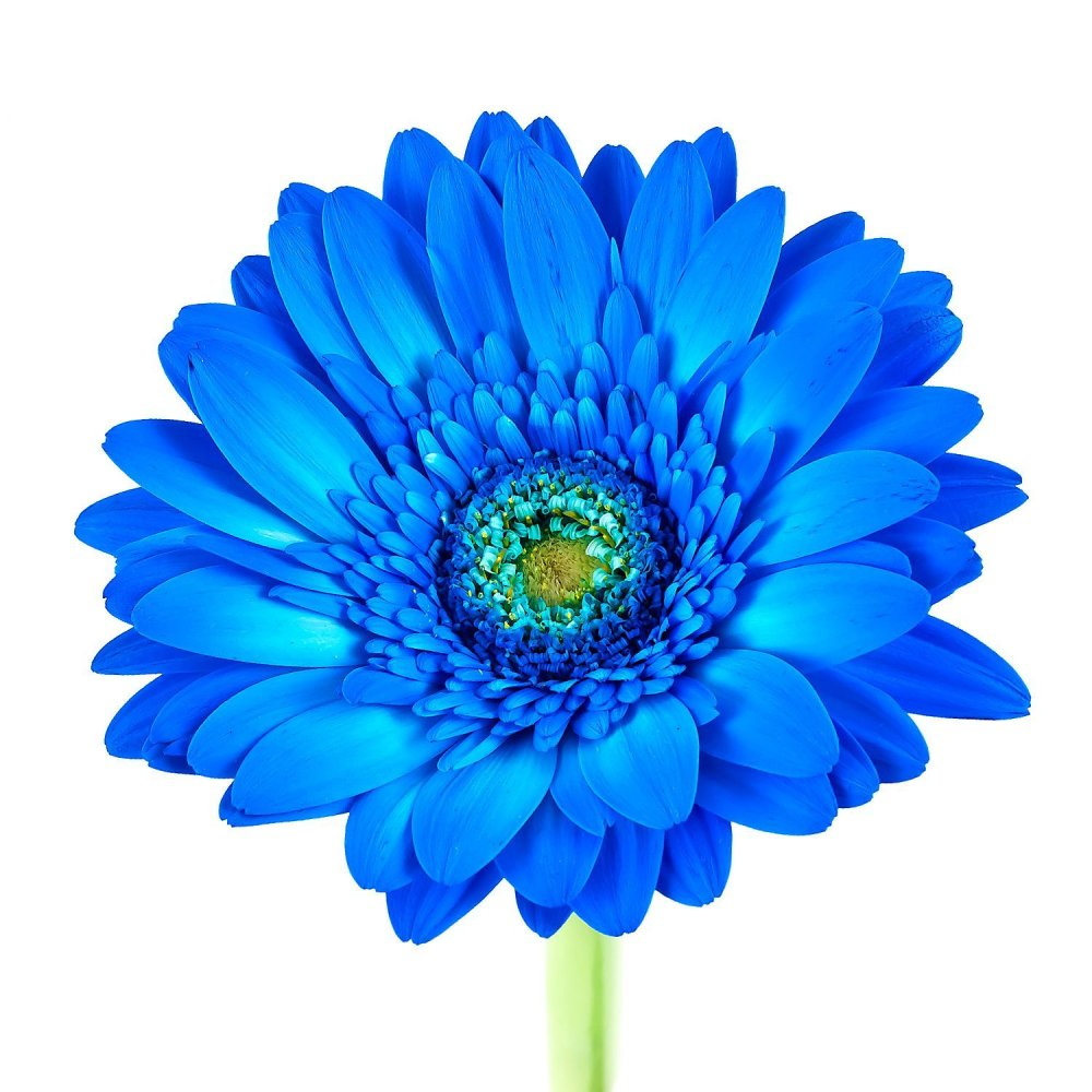 Голубая гербера