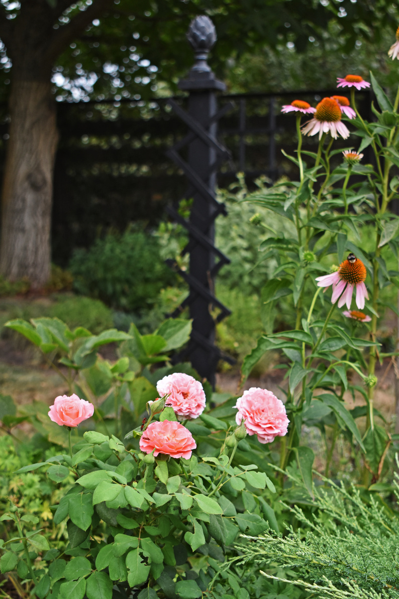 Как-то не нашла фото с фокусом на эту эхинацею. тут она у меня в компании с розой.