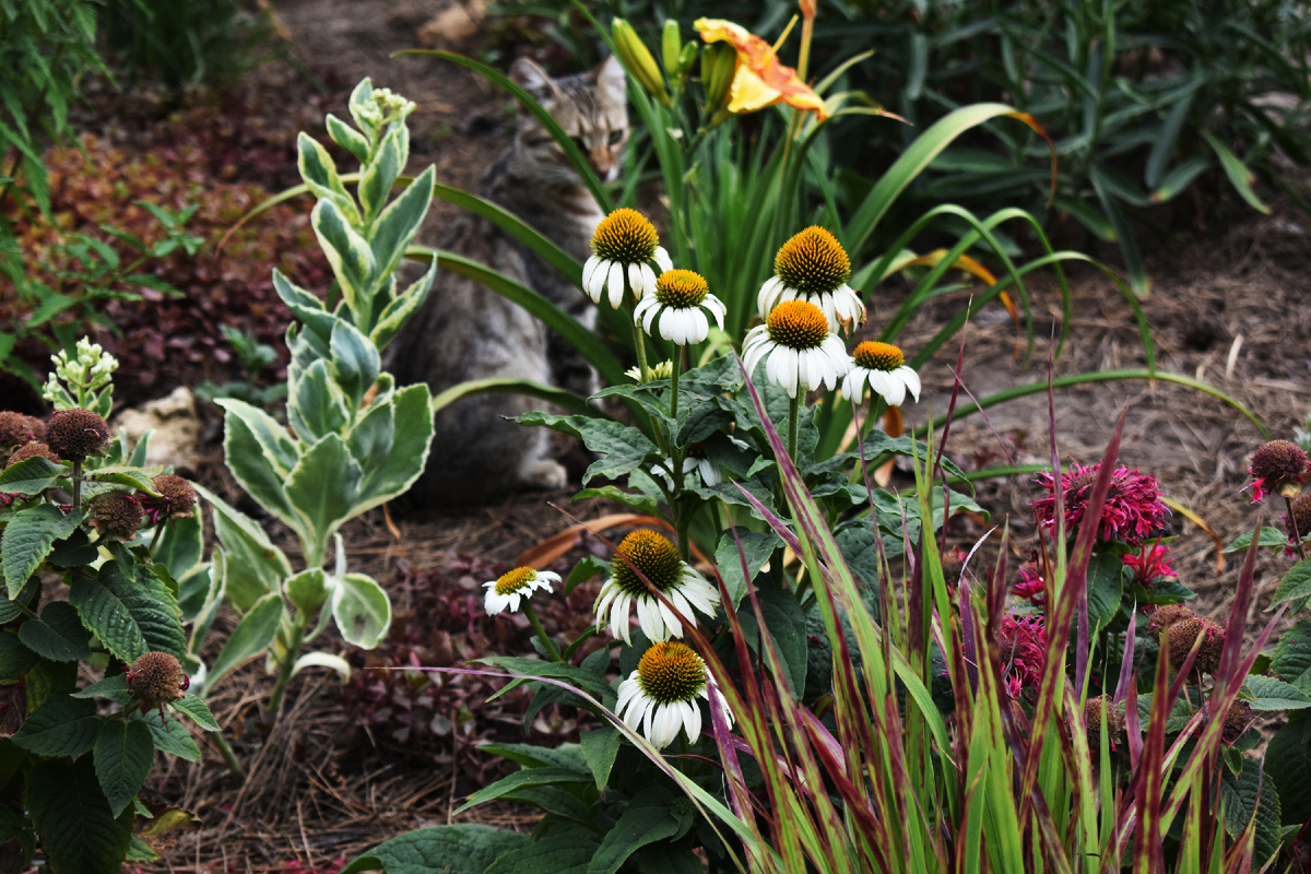 Мой "Белый лебедь" хорошо сочетается с монардами и императой. 