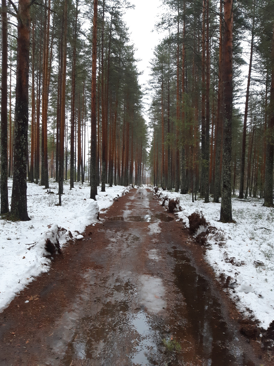 Дорога от дома