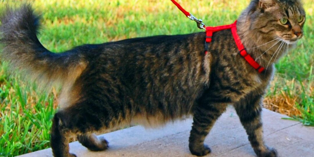 Кошка и поводок: 7 простых шагов для успешной адаптации