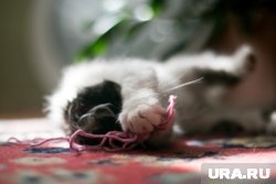    Кошки царапают не просто так — это естественное поведение