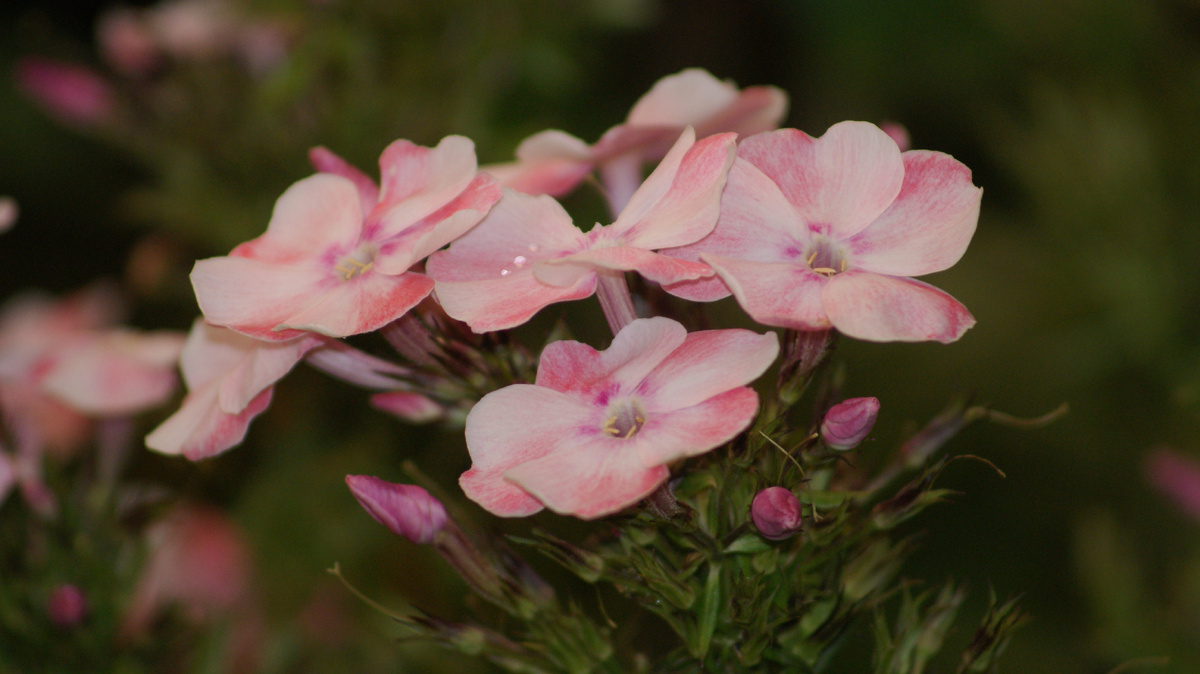 "Алиса Фрейндлих"