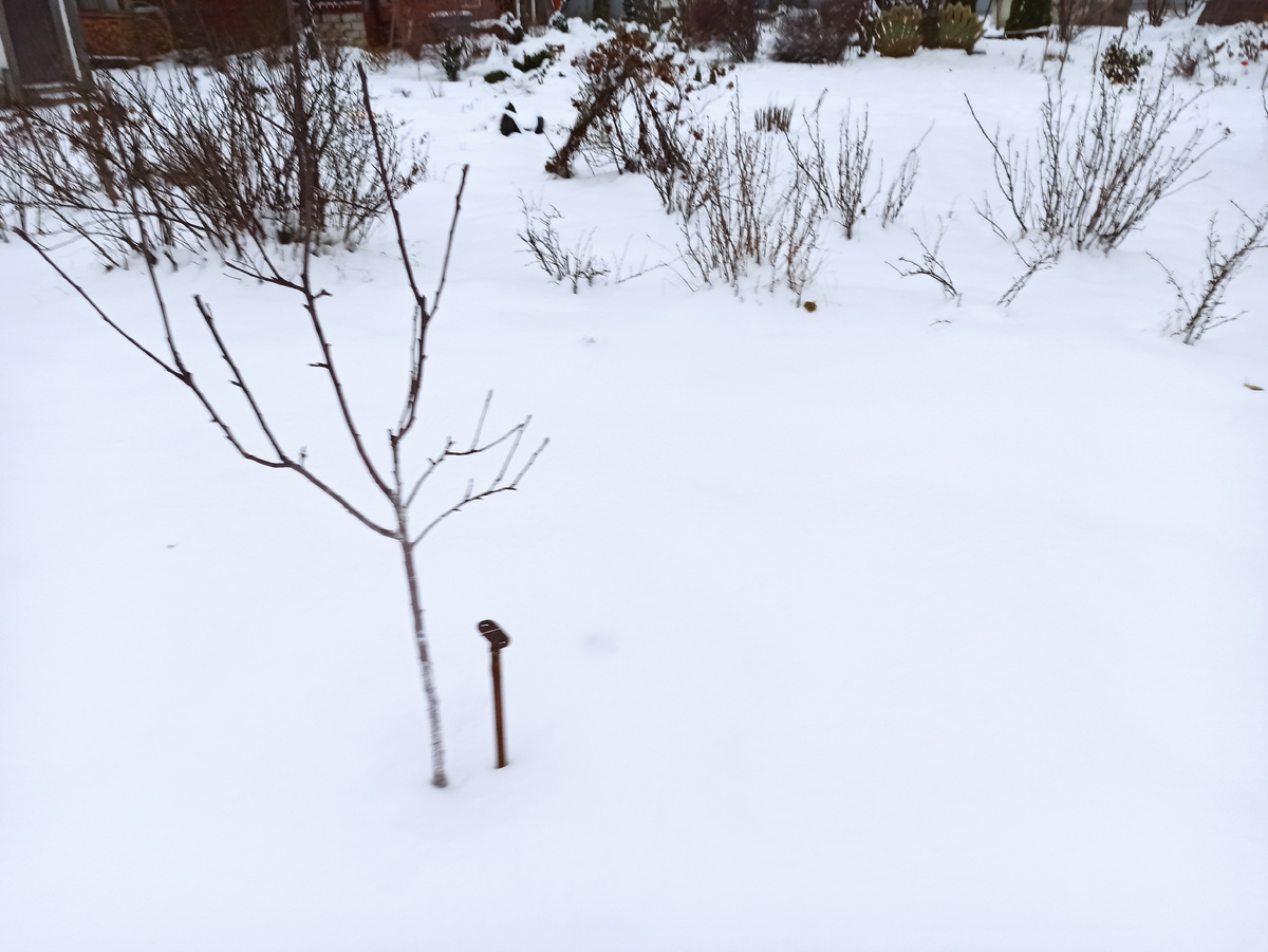 Фото автора. 25 ноября в прошлом году