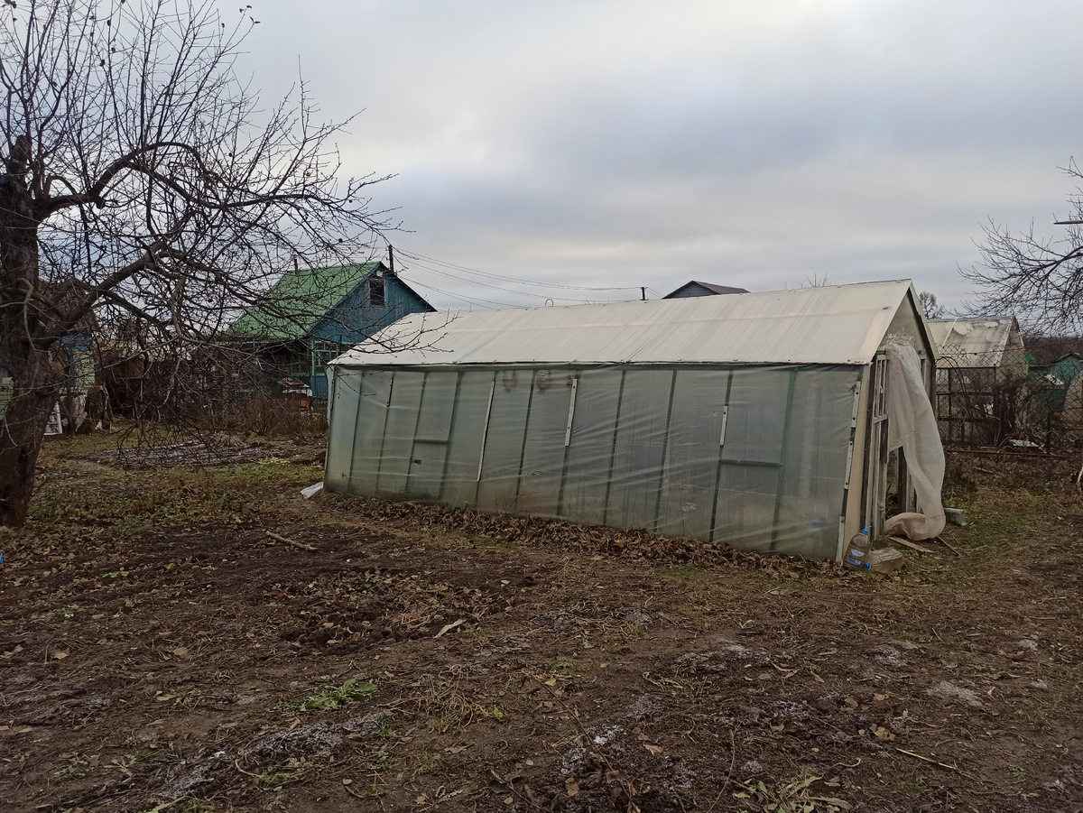 Фото автора. Теплица, боковую пленку бы надо снять, но лень