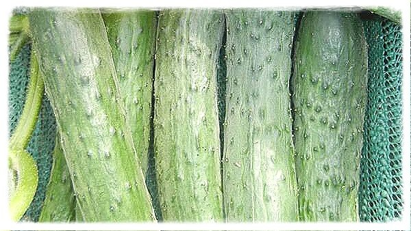 СОрт огурца Зозуля