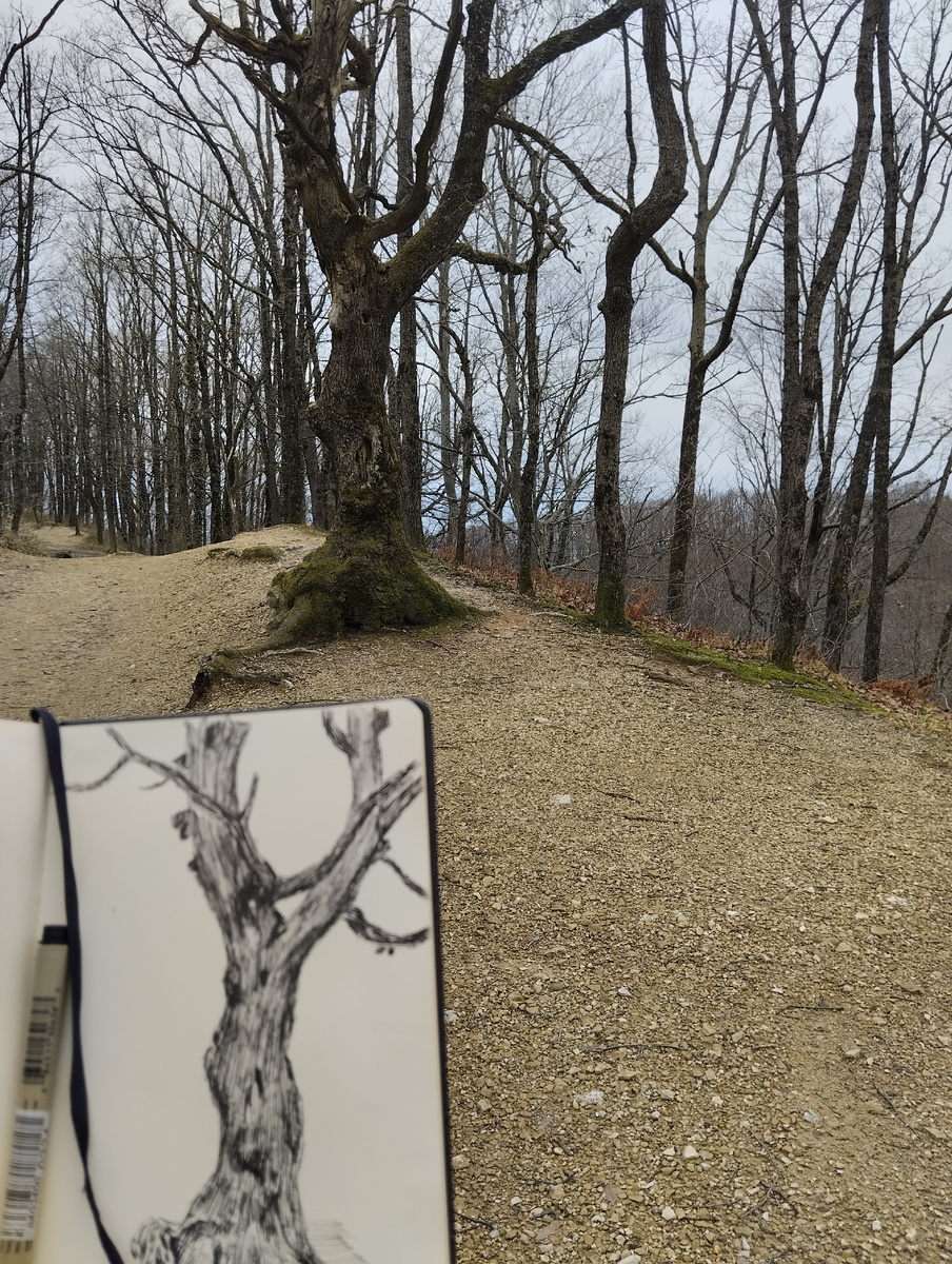 Зарисовка в лесопарке Кадош, близ города Туапсе. 