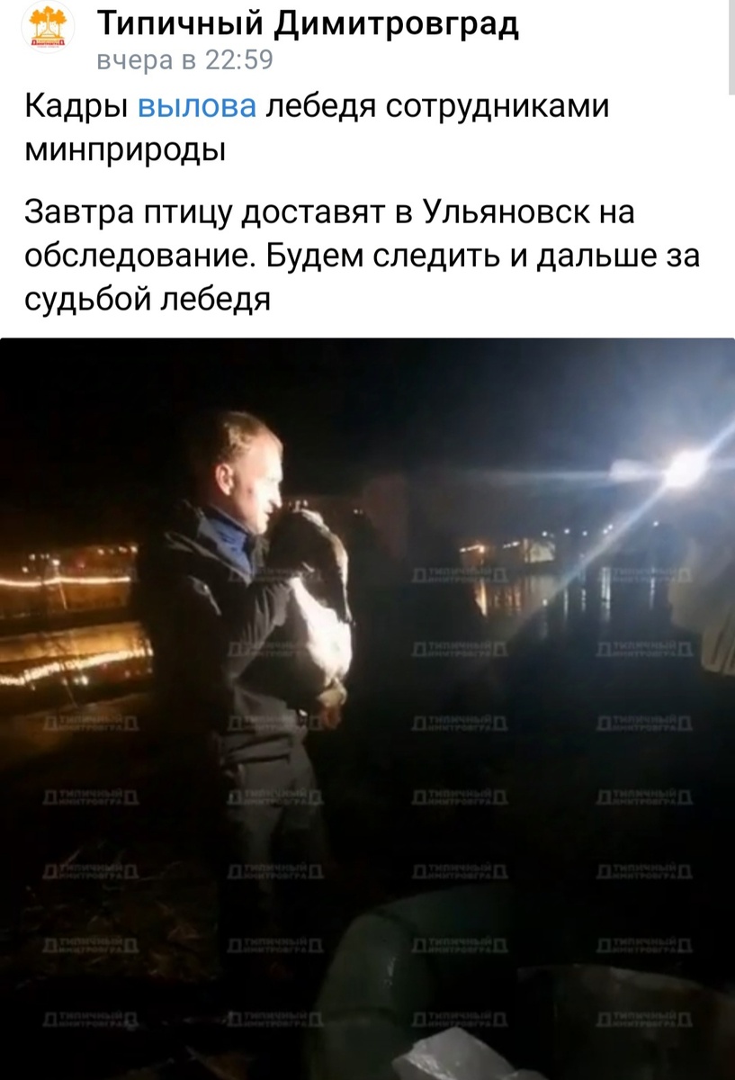 Лебедь отправляется за помощью. 