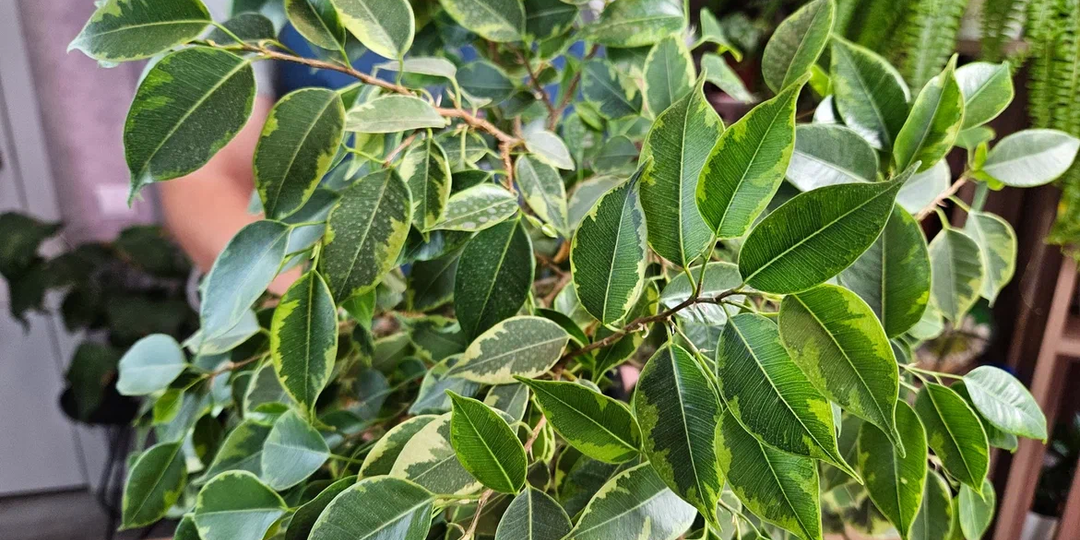 Измените эти 5 факторов, если у фикуса Бенджамина желтеют и опадают листья: сделал как надо - и результат налицо