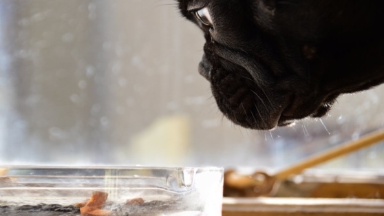    Опасность курения при кошке или собаке: чем может заболеть питомец из-за табачного дыма Роман Захаров