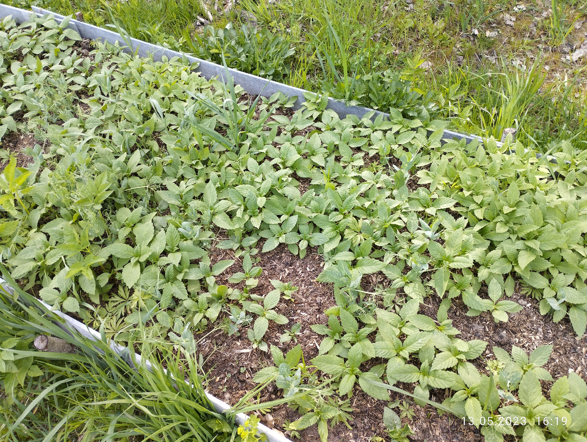 Пустая грядка после зимы без укрытия