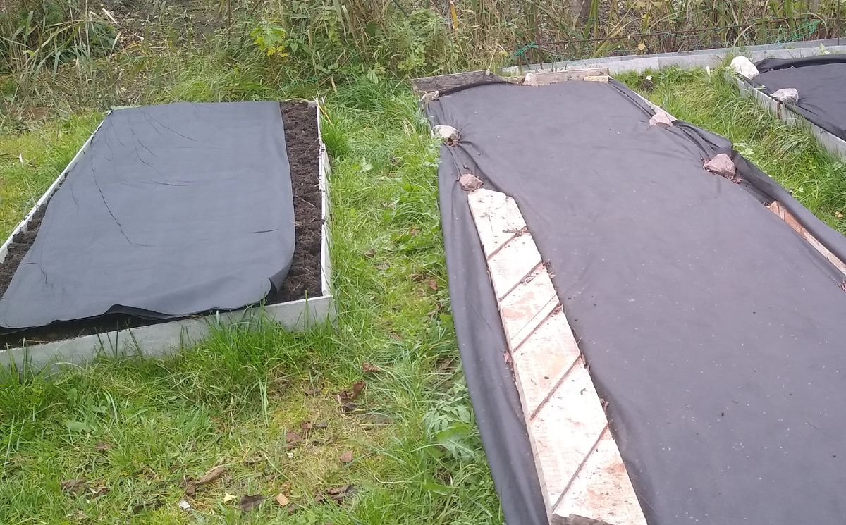 Укрытие грядок осенью чёрным спанбондом