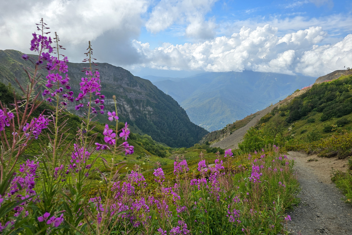 Тропа Альпийские Луга на Красной Поляне