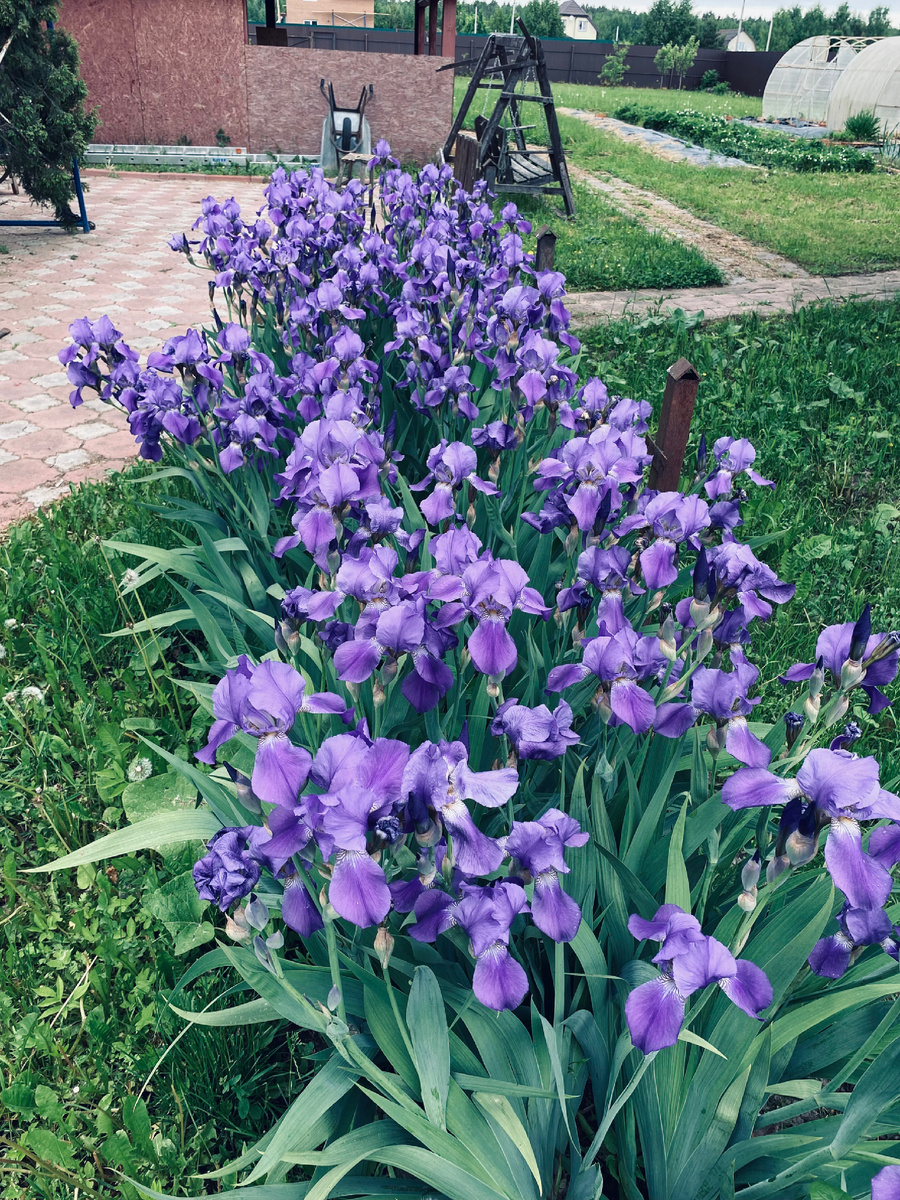 Вот так цветут в конце мая мои безымянные ирисы.