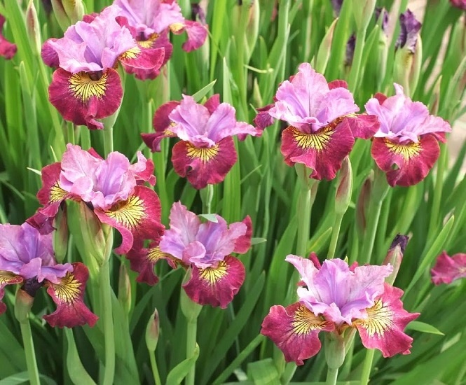 Картинка из интернета. Обещают, что Мисс Эппл будет цвести как-то так.