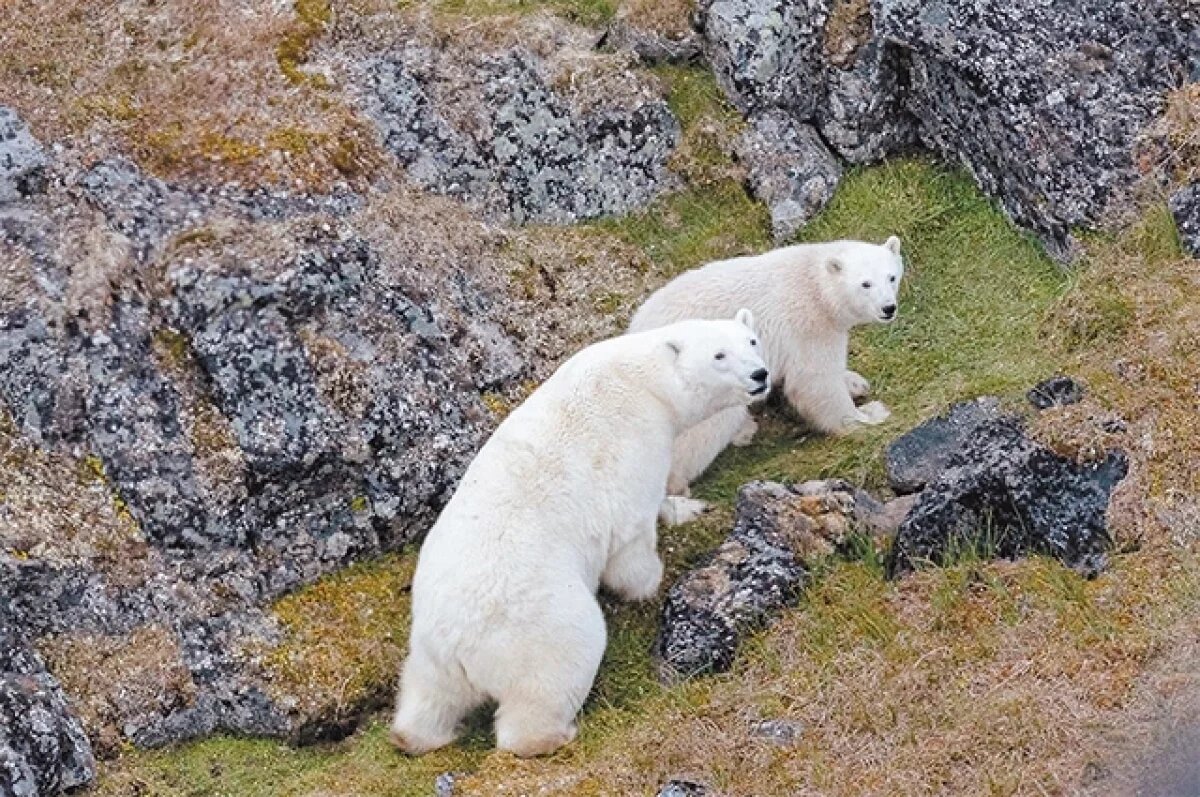    Самки привязаны к родовым берлогам, а самцов ничто не ограничивает в перемещениях.