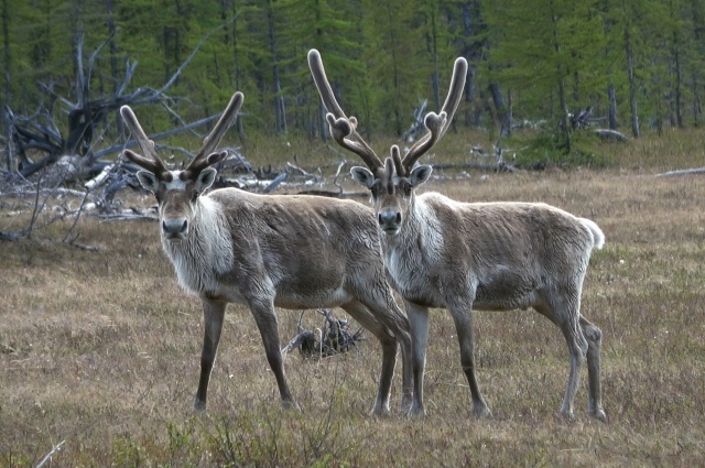    Северный олень. Фото: Роснефть