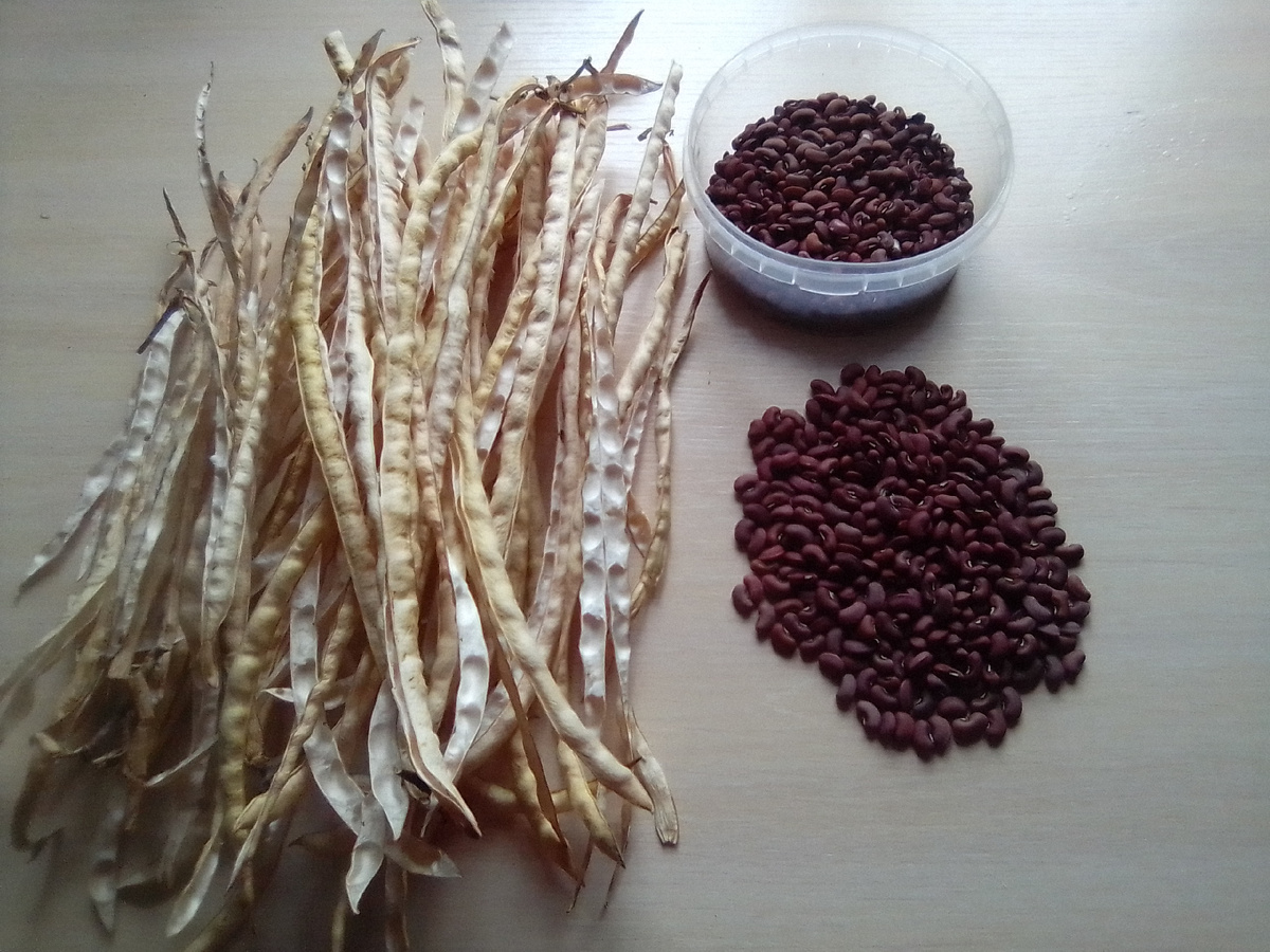 Вигна на семена и на зерно. Личное фото.