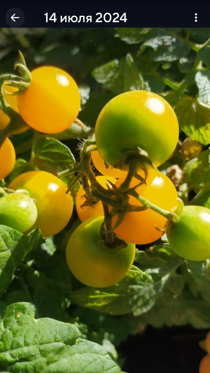 Томат домашний Карлитто Оранж