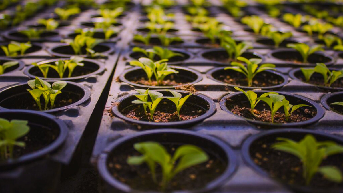 Применяем как при подготовке грунта, так и как самостоятельную подкормку