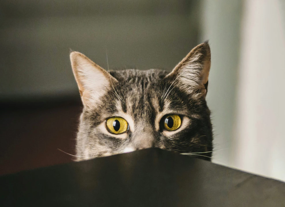 Фото: Biel Morro | Unsplash