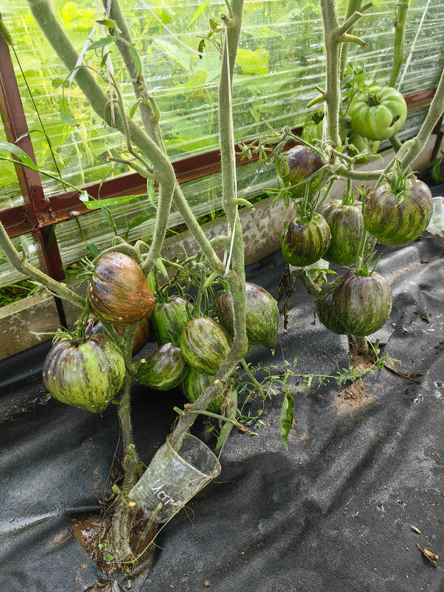 слева куст томата Мятежный звездный истребитель, а справа VT-16