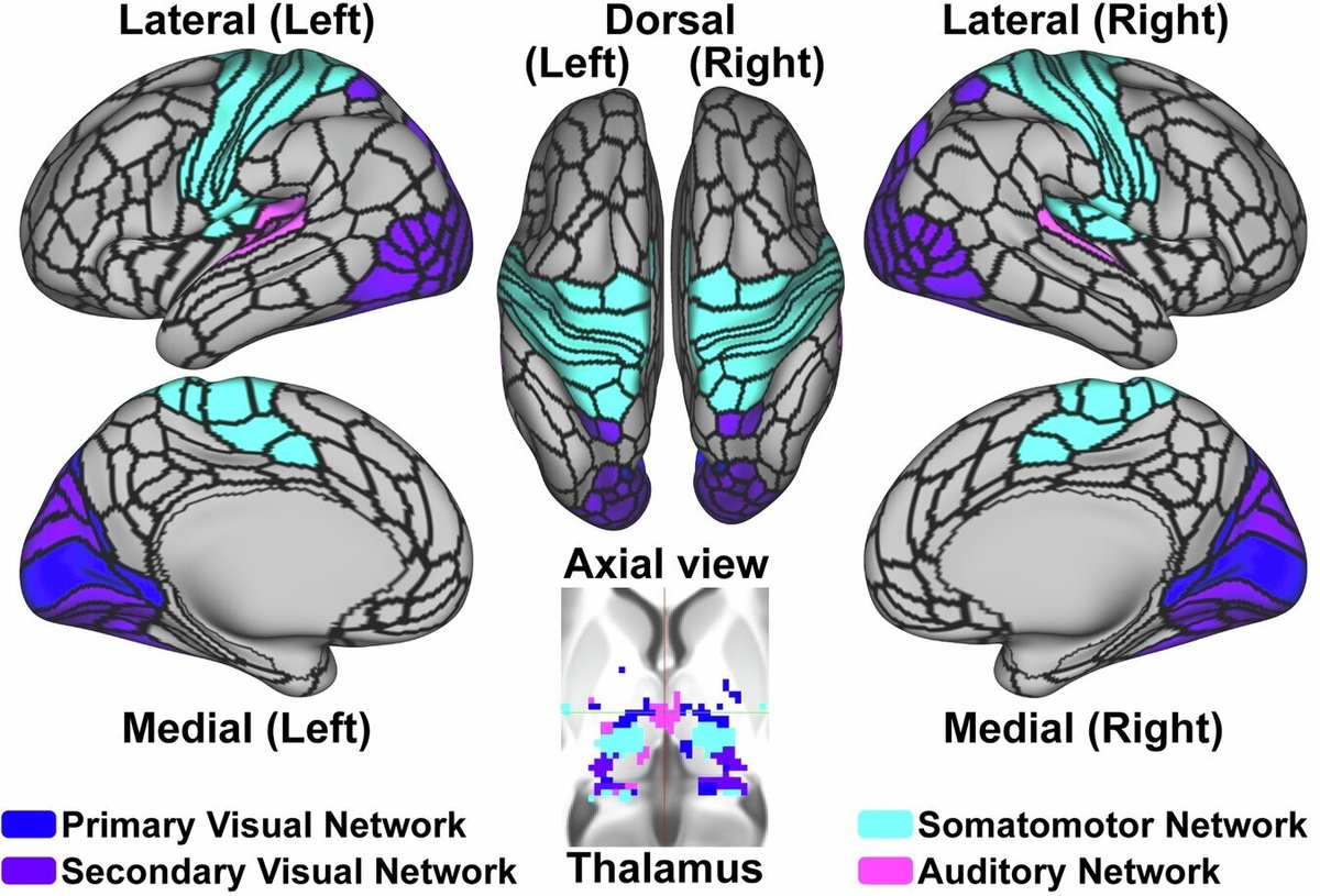    Molecular Psychiatry