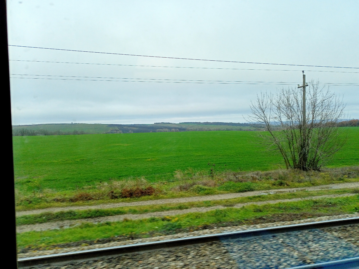 Поля наши бескрайние Кубанские