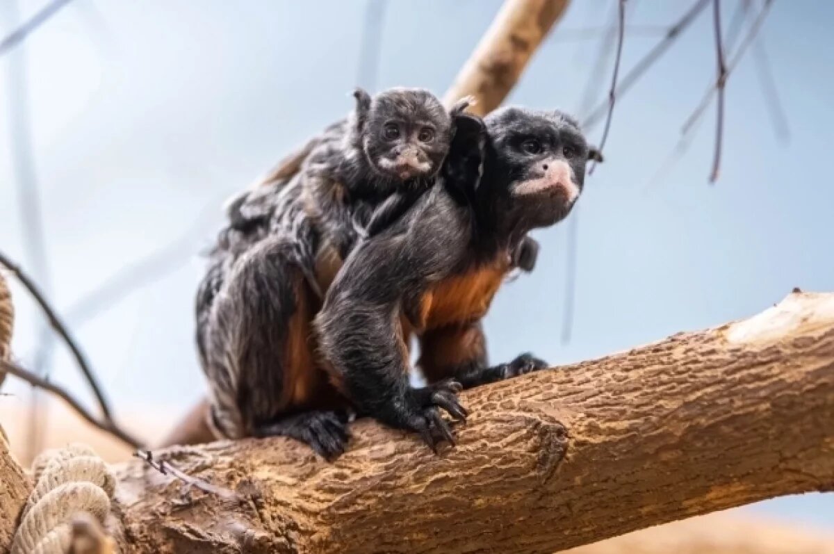    Двойняшки императорских тамаринов родилась в Новосибирском зоопарке