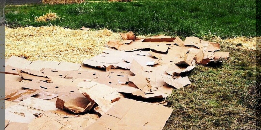Как использовать макулатуру во благо участка: какую пользу в саду и огороде принесут газеты, картон, старая бумага