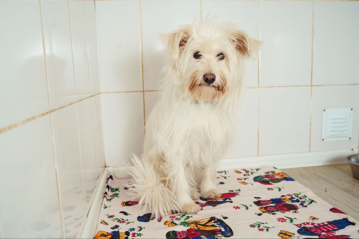 Дафни очень хочется быть любимой собачкой!